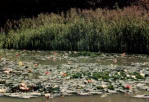 Pikes ponds 2